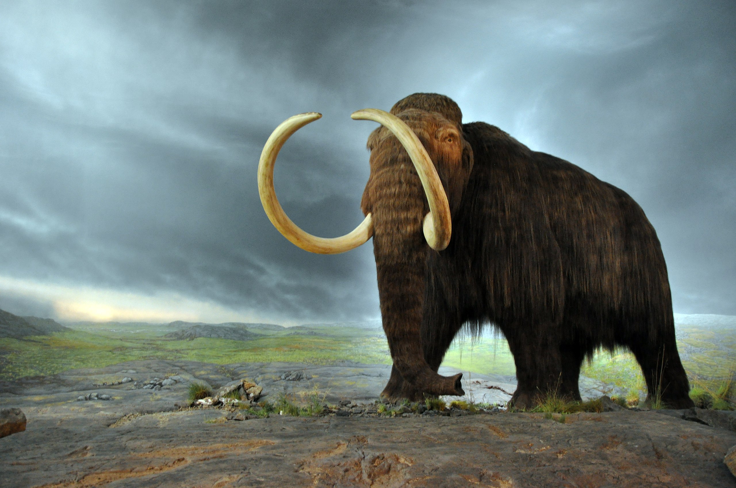 Mamuți în zona Banatului. Fragment dintr-un femur de mamut, descoperit pe malul râului Timiș