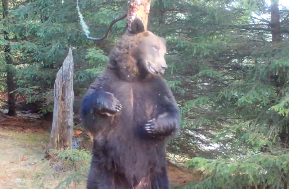 VIDEO Baloo, din Cartea Junglei, surprins în pădurile României. De ce se scarpină urșii, explicația științifică