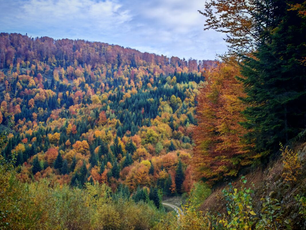 FOTO Toamna în pădure. Invitație la plimbări în natură