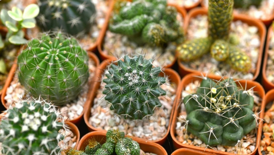 Specii miniaturale, forme sculpturale și plante rare. Expoziție de cactuși la Bastion